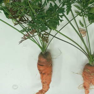 CCarrottaproot