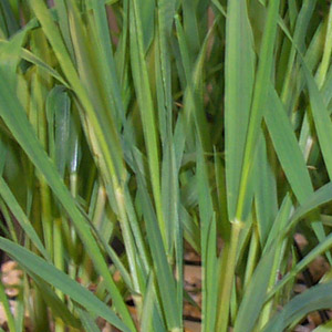 C Wheat leaf